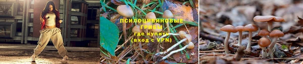 индика Алзамай
